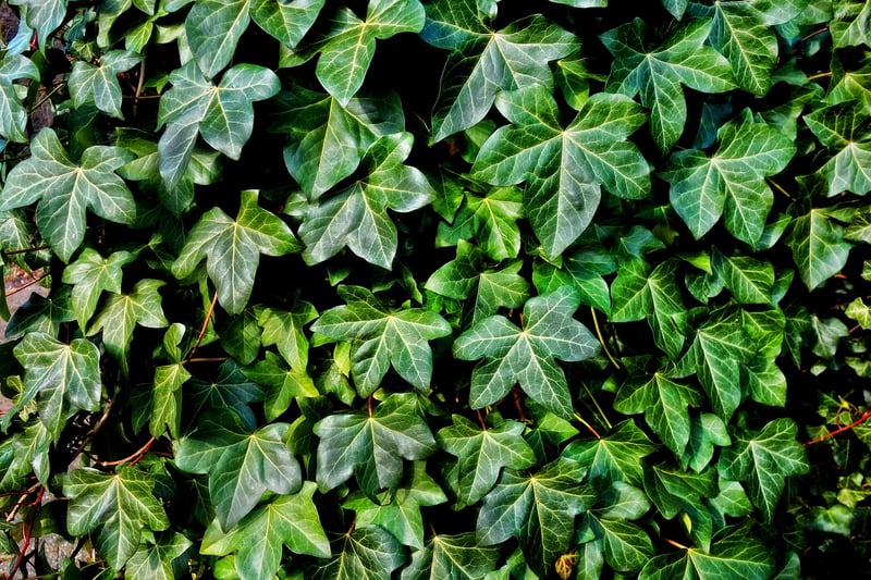 Climbing plant varieties