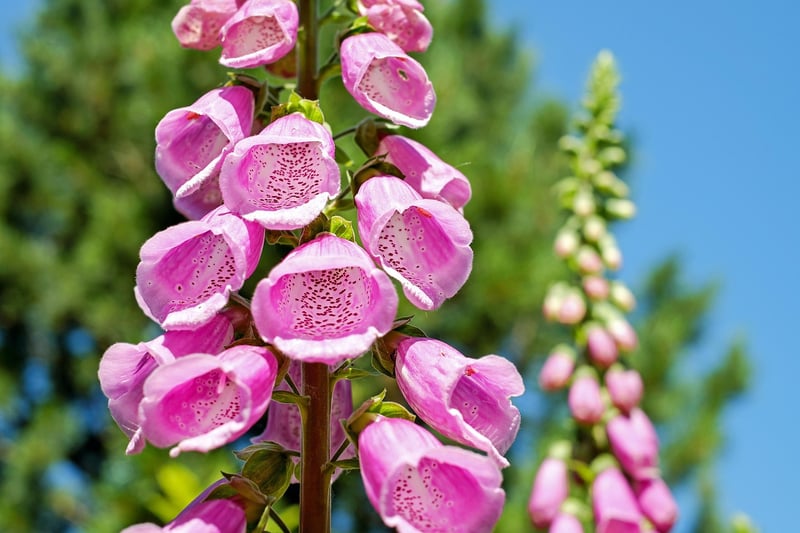 Easy vertical gardening